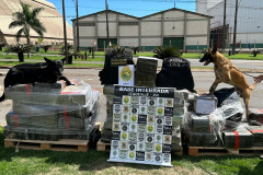 Cão farejador auxilia na apreensão de 1,4 tonelada de maconha