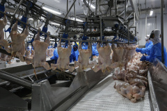 Com avicultura em destaque, Paraná produziu 4,87 milhões de toneladas de carne neste ano