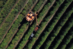 Clima desfavorável reduz em 40,7% a safra de café no Paraná