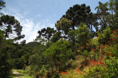 COP15