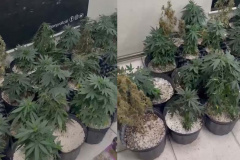 Denúncia anônima leva à apreensão de 42 pés de maconha em Curitiba