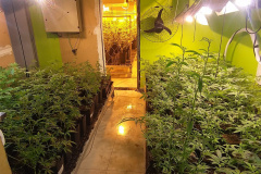  Denúncia via 181 leva polícia a apreender 400 pés de maconha e fechar laboratório de drogas em Curitiba 