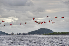 *Veranistas são orientados a respeitar distância dos bandos de guarás no litoral*