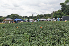 Com apoio do IDR, Smart Farm de Londrina reuniu inovações digitais do agronegócio