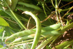 Nova cultivar de feijão do IDR-Paraná é destaque no Show Rural