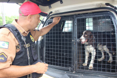 Cães da PRE