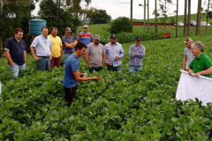Maringá realiza concurso regional de qualidade na colheita de soja
