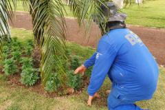 Pessoas privadas de liberdade atuam na preparação do 35° Show Rural de Cascavel