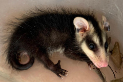 Animais Silvestres