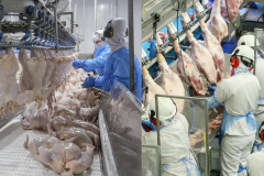 Paraná liderou produção nacional de frangos em 2022; abate de suínos também cresceu