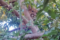 Captura da onça parda mobilizou técnicos do Instituto Água e Terra (IAT), militares do Batalhão de Polícia Ambiental-Força Verde (BPAmb-FV) e um médico veterinário anestesista. Animal é um macho com 36 quilos, jovem e saudável. PR