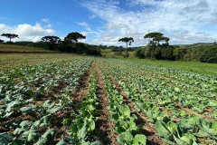 Santa Tereza do Oeste recebe 2º Dia de Campo de SPDH