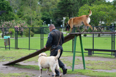 1ª Cãominhada das Forças Policiais