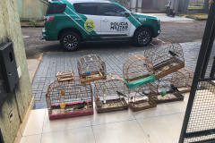 Após denúncia ao 181, Polícia Militar encontra ponto ilegal de venda de aves silvestres