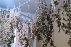 PCPR descobre estufa de maconha em Piraquara e prende duas pessoas em flagrante