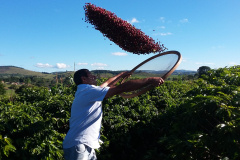 Cafeicultores de todo o Paraná se reúnem na ExpoLondrina