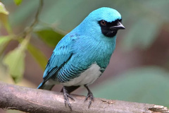 UEL publica estudos de dez anos sobre pássaros no Parque Nacional do Iguaçu