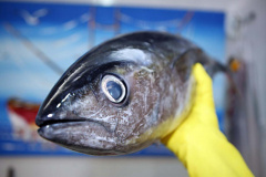 Sesa orienta sobre cuidados ao escolher o pescado para a Sexta-feira Santa   