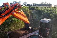 Visita técnica do Sistema Estadual de Agricultura a propriedades de café em Carlópolis