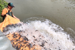 Copel repovoa rio Iguaçu com espécie de peixe ameaçada de extinção