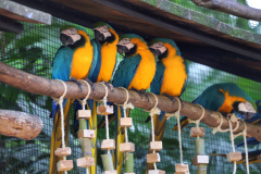 Criada pela Organização das Nações Unidas (ONU), o Dia Internacional da Biodiversidade busca conscientizar a população da respeito importância da diversidade biológica em todos os ecossistemas