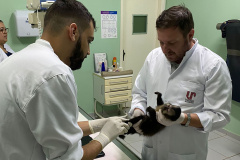  Com o fêmur fraturado, o macaco-prego precisou passar por cirurgia