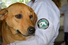 Cães de rua do Complexo Penitenciário de Piraquara recebem atendimento básico e participarão da feira de adoção da Universidade Positivo, em Curitiba