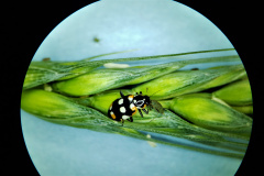 Pragas agrícolas: aplicativo facilita identificação de inimigos naturais