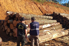Receita Estadual emitiu neste ano 1.705 autos de infração para recuperar R$ 666,2 milhões 