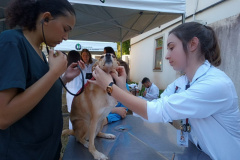 Hospital Veterinário da UEL atende mais de 500 cães em campanha de vacinação