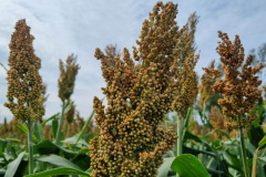 Dia de campo mostra o potencial do sorgo no Arenito Caiuá