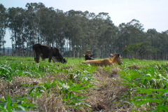 Publicação do IDR-Paraná analisa integração mandioca-pecuária no Arenito Caiuá