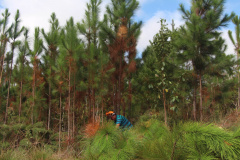  O IAT começou uma consulta pública para ampliar o debate sobre a regulamentação do cultivo de pinus e outras plantas exóticas invasoras no Paraná.