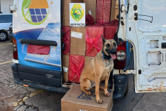 BPFron apreende 100 caixas de cigarro em Mercedes 