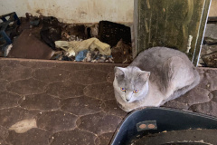 PCPR resgata 17 animais e prende em flagrante mulher por maus-tratos em Curitiba