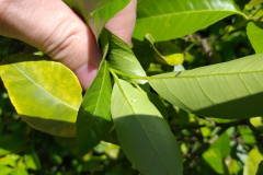 Incidência de Greening