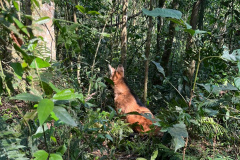 Lobo-guará