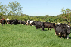 PECUARIA