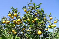 Estudo conduzido por técnicos do IDR indica melhores opções de laranja-pera para agricultura