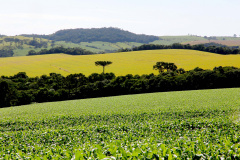 AGRO