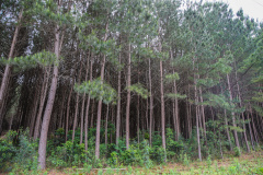  Paraná lidera a produção nacional de lenha e produtos alimentícios da silvicultura