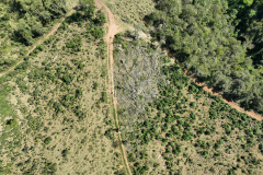 Nova plataforma dá ao IAT acesso a imagens diárias para controle de crimes ambientais