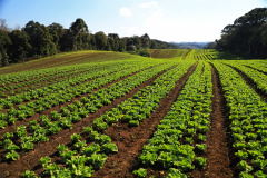 Paraná se torna referência nacional em atividades econômicas de baixo risco ambiental