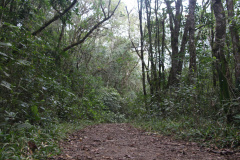 Por precaução em razão da chuva, três parques da região de Curitiba ficarão fechados neste fim de semana.