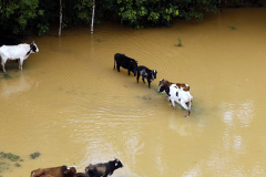 Paraná cria Rede Integrada para Atendimento de Animais em Desastres