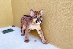 IAT GRANDES FELINOS