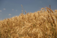 BOLETIM AGRO
