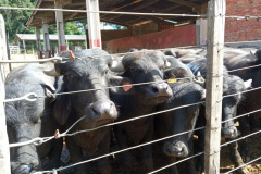 SEAB BOLETIM AGROPECUÁRIO