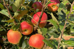 As primeiras maçãs saídas dos pomares de São Jerônimo da Serra, no Norte do Paraná, começam a colorir a estação e dão início à safra dessa fruta no Paraná. São da cultivar Eva, desenvolvida pelo Instituto de Desenvolvimento Rural do Paraná – Iapar-Emater (IDR-Paraná).