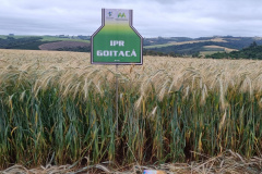 IDR-Paraná prepara lançamento de triticale